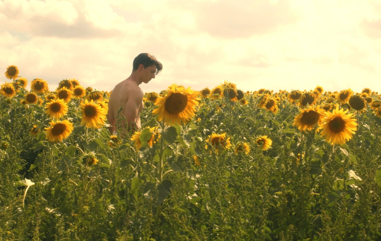 DANS LES TOURNESOLS